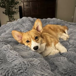 Phoenix - Pembroke Welsh Corgi