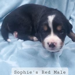 Red Male - Bernese Mountain Dog puppy from Bernese Mountain Dogs of Pony Trail Farm