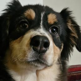 Australian Shepherds from Jaquelyn Harney