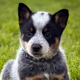 Black Girl 6 - Blue female Australian Cattle Dog puppy in Blackfoot, Idaho from Circle C Australian Cattle Dogs