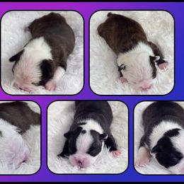 Boston Terrier puppies from Velveteen Bostons