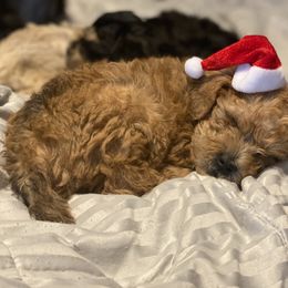 Schnoodle Puppies from Noodle Tings Puppies