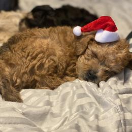 Schnoodle Puppies from Noodle Tings Puppies