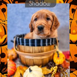Shadow - Dark golden male Golden Retriever puppy in Shelton, Washington from Kennedy Goldens