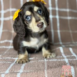 Maple - Chocolate and tan female Dachshund puppy in Aubrey, Texas from Dollhouse Doxies LLC