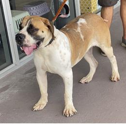 Congo - Boerboel
