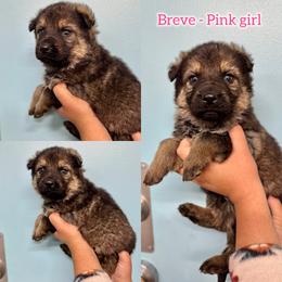Breve - Girl 2 - Sable female German Shepherd puppy in Oakley, California from Von Guadachi German Shepherds & Audacity Border Collies