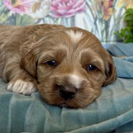 Pumpkin - Red and white male Cockapoo puppy in Roseville, California from Darby Park Doodles