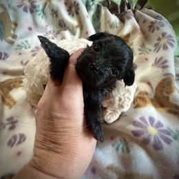 Mia - Black & white female Maltipoo puppy in Coal City, Indiana from Angel Blue Dogs