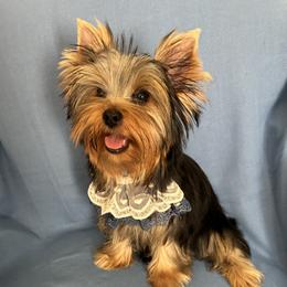 Yorkshire Terrier puppies from Niczarbiewers