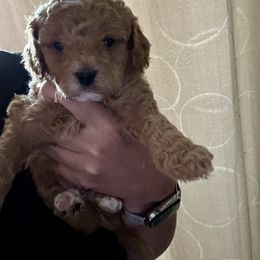 Rocket (black) - Brown male Cavapoo puppy in Modesto, California from Molly n Friends