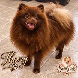 Theory - Pomeranian