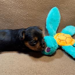 Asher - Black and tan male Yorkshire Terrier puppy in Paris, Tennessee from Nolan’s Yorkie Farm