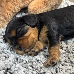 Benedict - Black and tan male Cavalier King Charles Spaniel puppy in El Campo, Texas from Longhorn Cavaliers