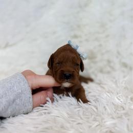 Skittles - Apricot female Cavapoo puppy in Reeds Spring, Missouri from As Good As Goldendoodles and more