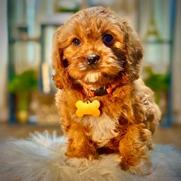 Galette - Red female Cavapoo puppy in Palm Beach County, Florida from Benji’s Cockapoos