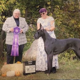 Pearl - Great Dane