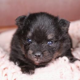AKC Roxie - Black and tan female Pomeranian puppy in Albany, Indiana from Hatz Off Puppies