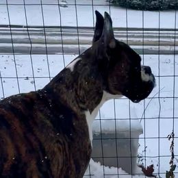 Boxers from Rorschach Boxers