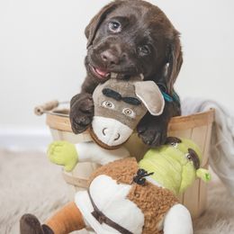 Labrador Retriever Puppies from Lorlyn Labradors