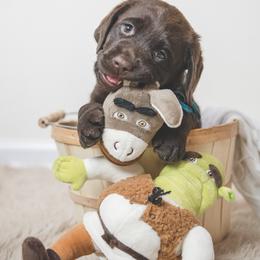 Labrador Retriever Puppies from Lorlyn Labradors