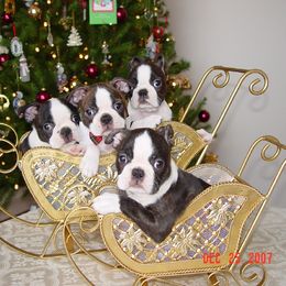 Boston Terrier Puppies from Achates Bostons