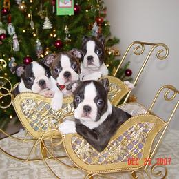 Boston Terrier Puppies from Achates Bostons