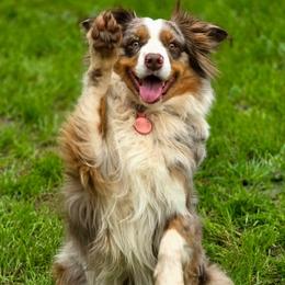 Koda - Australian Shepherd