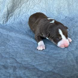 Boy 2 - Tri-color male Border Collie puppy in Centerville, Washington from Forthright Farms