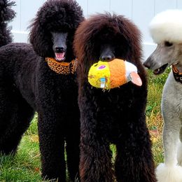 Poodles from Vintage Poodles