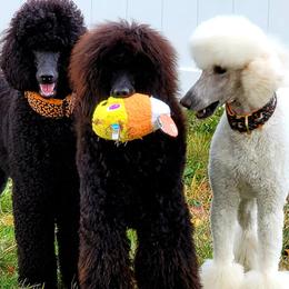 Poodles from Vintage Poodles