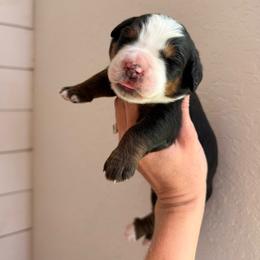 Karen Beverly - Tri-color female Bernese Mountain Dog puppy in Fort Meade, Florida from Baldwin Dood Ranch