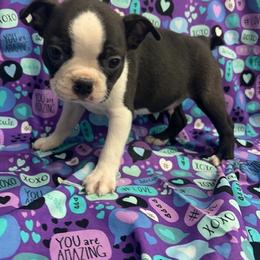 Clint - Black and white male Boston Terrier puppy in Fillmore, Illinois from Wind Hill Puppies