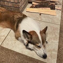 German Shepherds and Pembroke Welsh Corgis from Snowpine Ranch