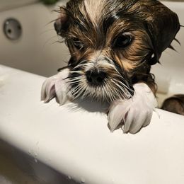 Lhasa Apso Puppies from Linda Richter