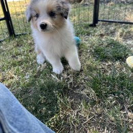 Everglade - Blue merle female Australian Shepherd puppy in California from Luna Lane Aussies