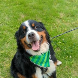 Bodie - Bernese Mountain Dog