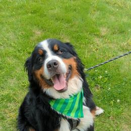 Bodie - Bernese Mountain Dog
