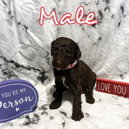 Poodle Puppies from The Poodle Boutique