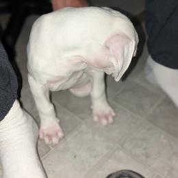 American Bulldog Puppies from Slayton's American Bulldogs