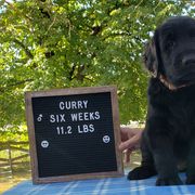 Curry - Black Flat-Coated Retriever puppy in Stillwater, Minnesota from Whirlwind Flat-Coated Retrievers