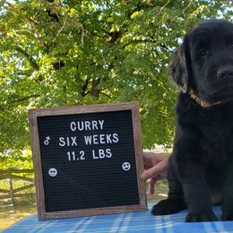 Curry - Black Flat-Coated Retriever puppy in Stillwater, Minnesota from Whirlwind Flat-Coated Retrievers