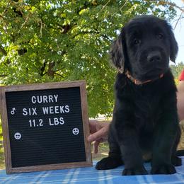 Curry - Black Flat-Coated Retriever puppy in Stillwater, Minnesota from Whirlwind Flat-Coated Retrievers
