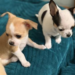 Champ - Black sabled fawn male Chihuahua puppy in Amity, Pennsylvania from Rhoda and Verna