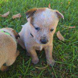 Leo - Red speckled male Australian Cattle Dog puppy in Canton, Pennsylvania from DNB Heelers