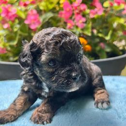 Cecil - Brindle male Poodle puppy in Columbus, Mississippi from Rocky Road Kennel
