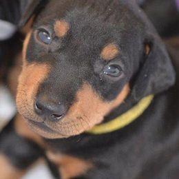 Manchester Terriers from JetCity Manchester Terriers
