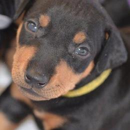 Manchester Terriers from JetCity Manchester Terriers