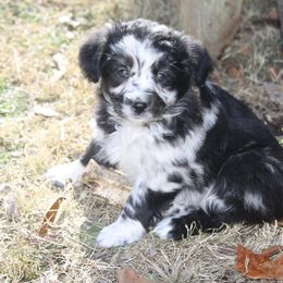 Miniature Australian Shepherd Puppies from Barbed Circle C Mini Aussies