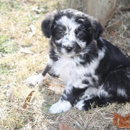 Miniature Australian Shepherd Puppies from Barbed Circle C Mini Aussies